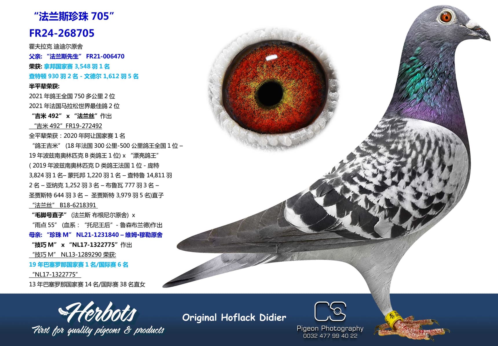 pigeon: “法兰斯珍珠705”