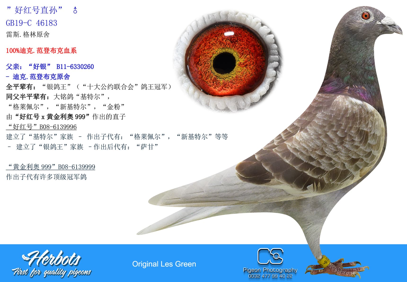 pigeon: ”好红号直孙”