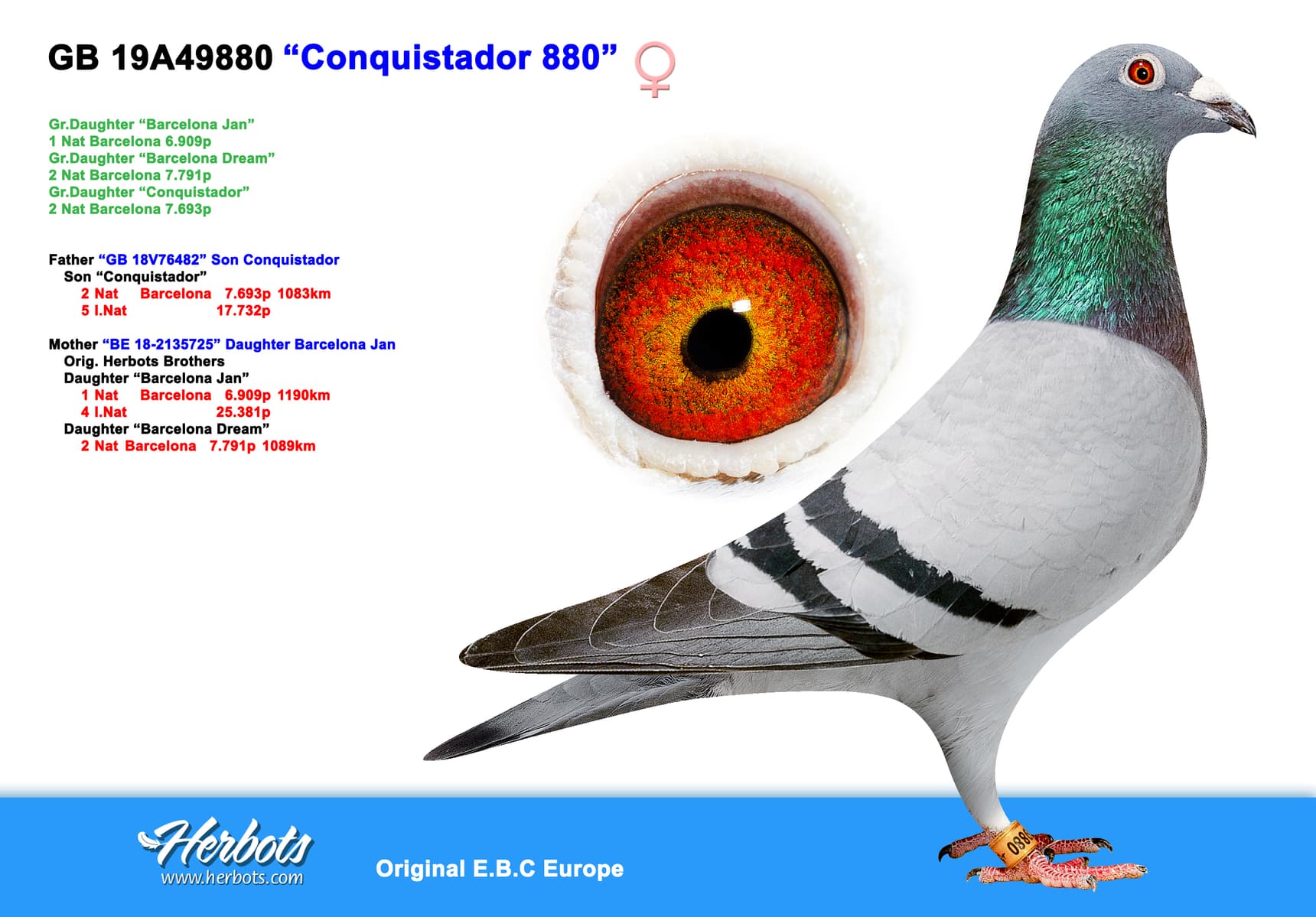 pigeon: undefined