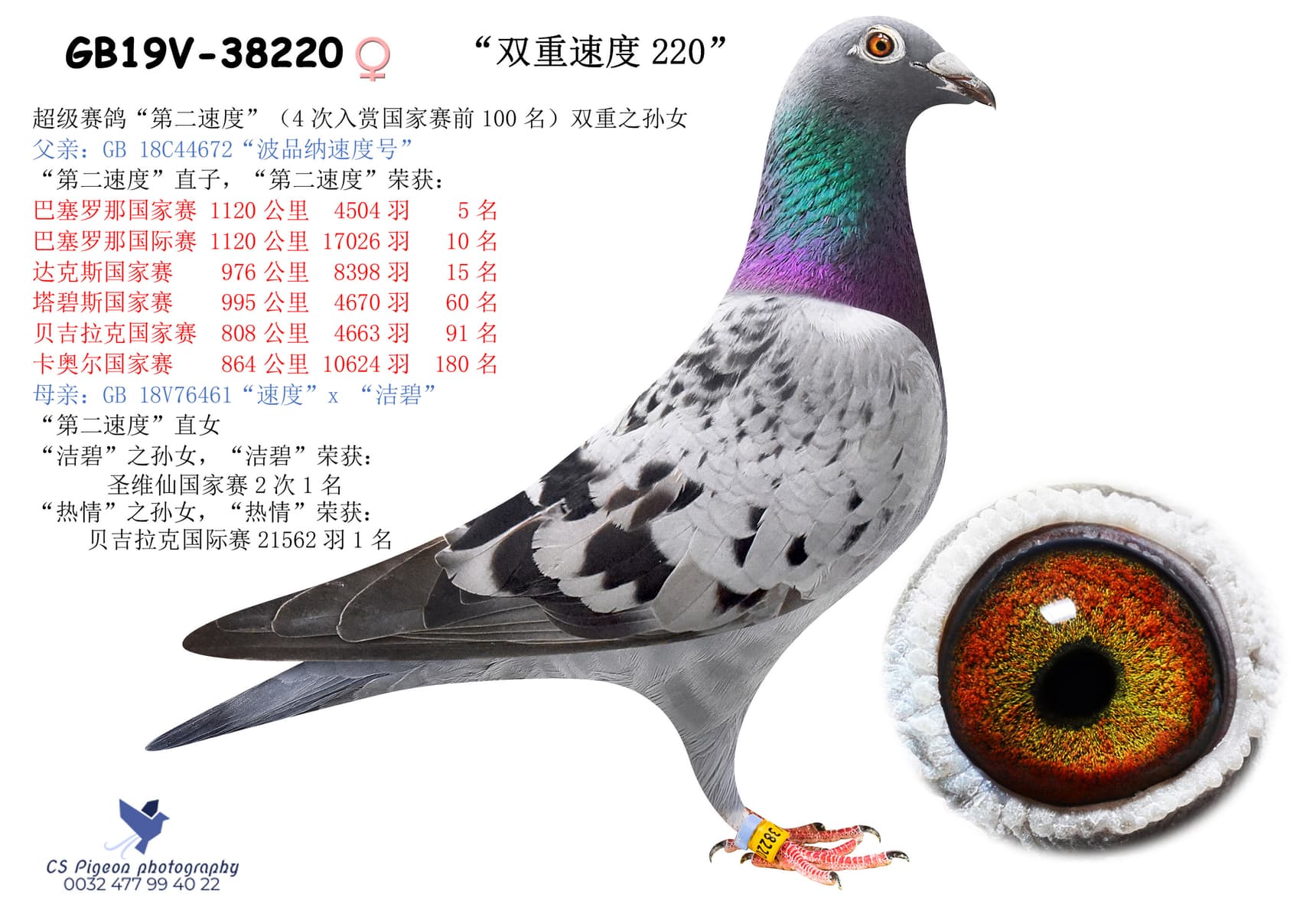 pigeon: “双重速度220”