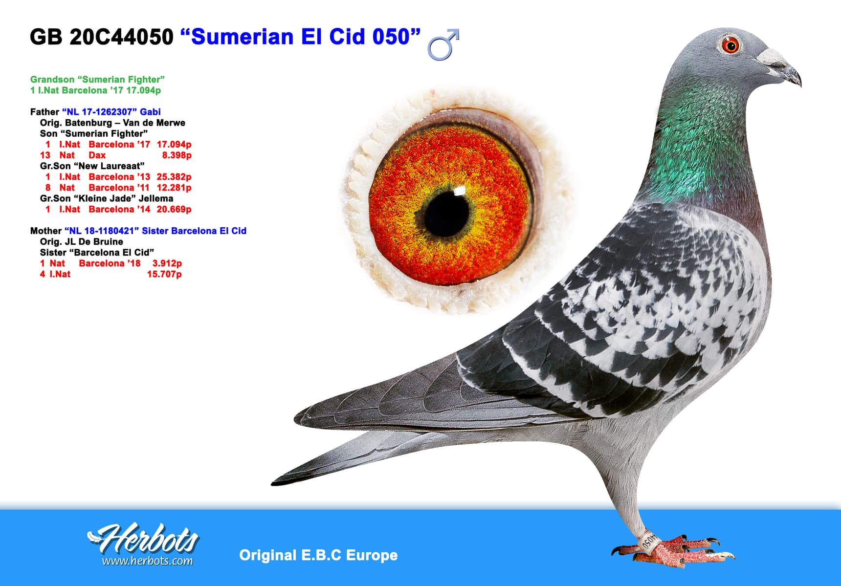 pigeon: undefined