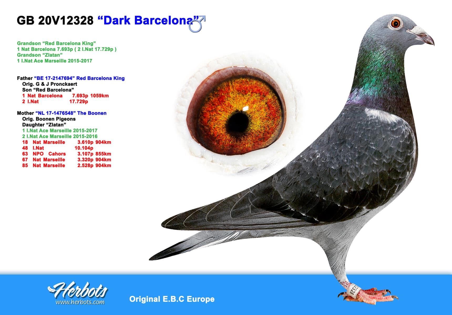 pigeon: undefined