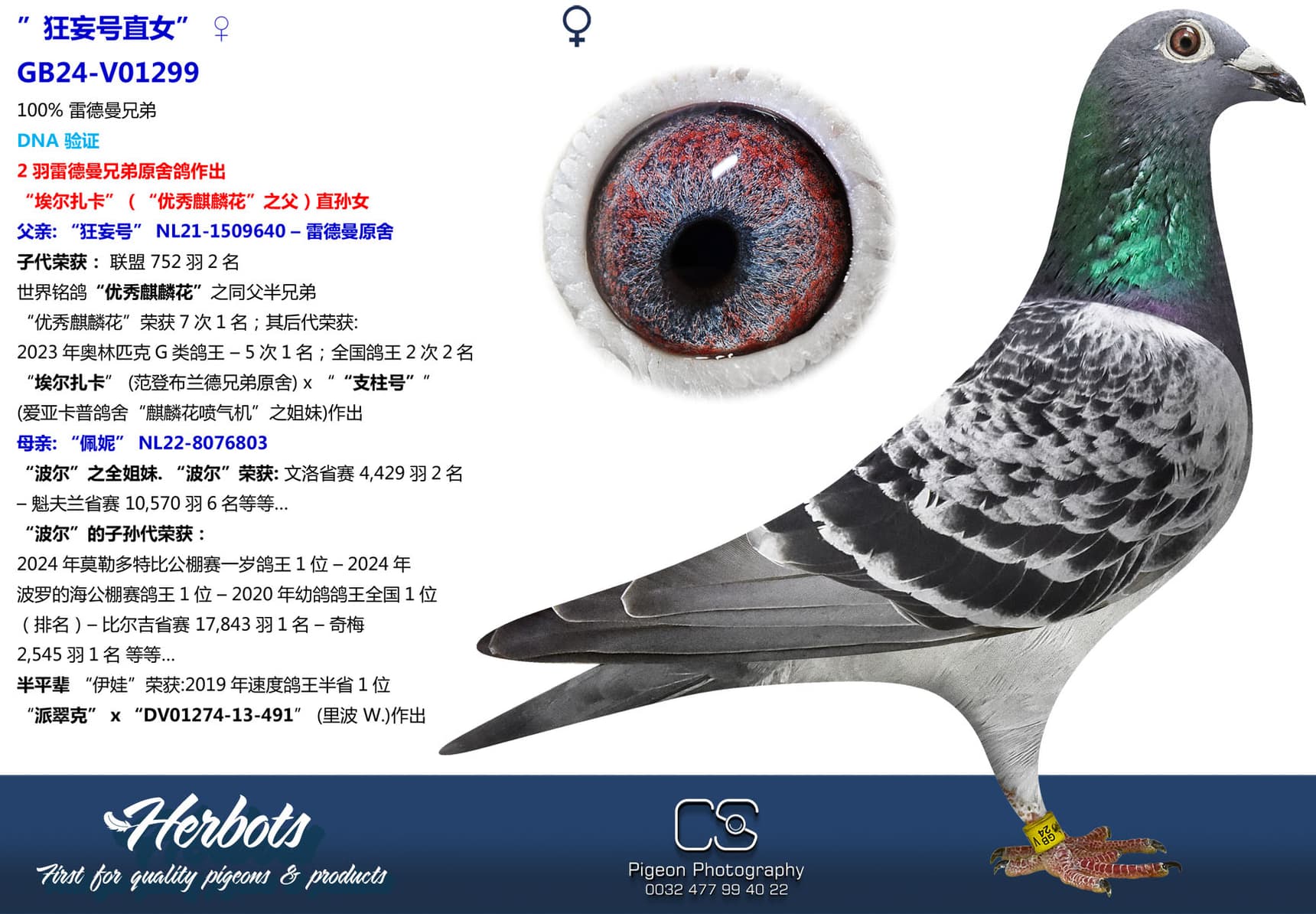 pigeon: 狂妄号直女