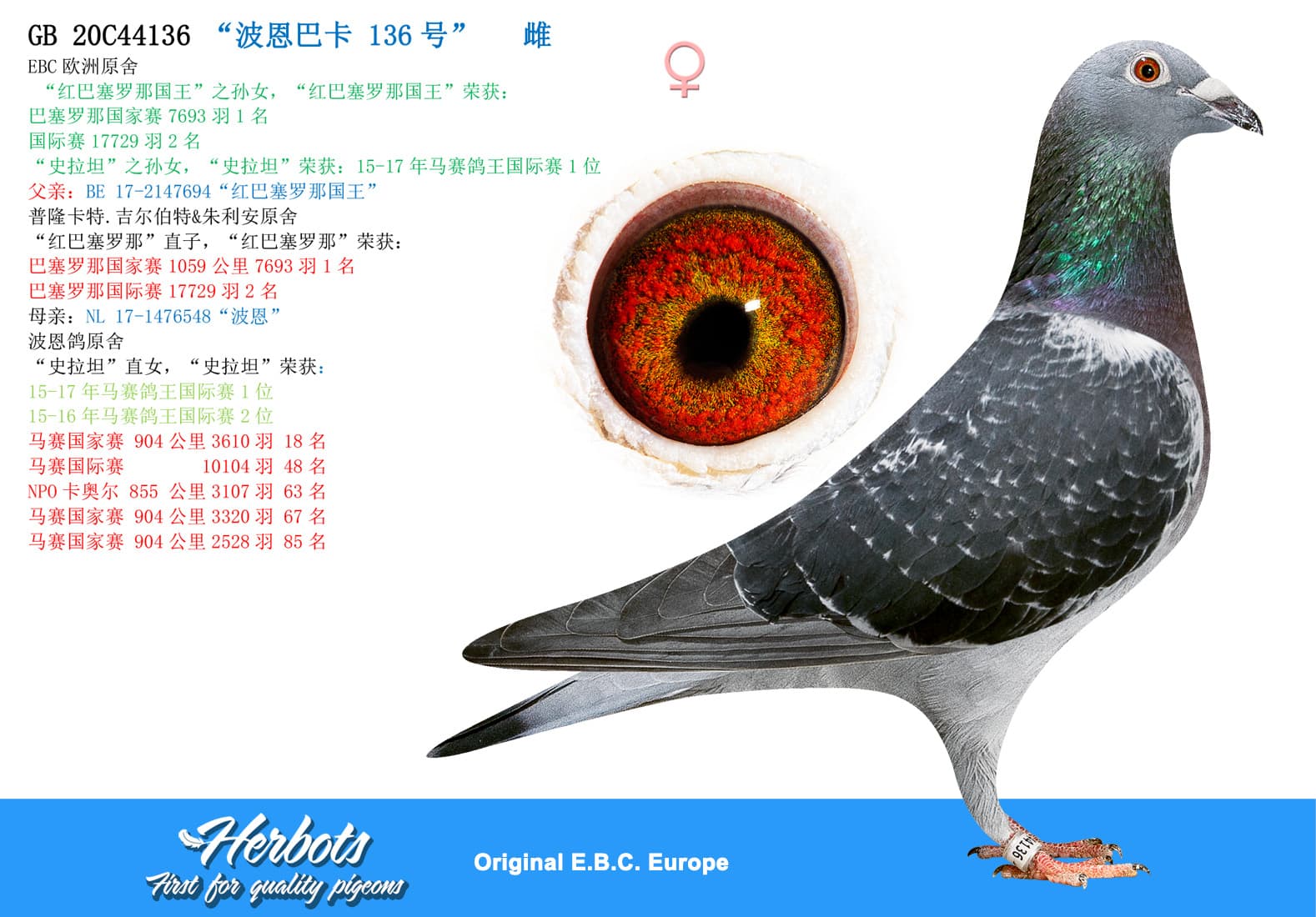 pigeon: undefined