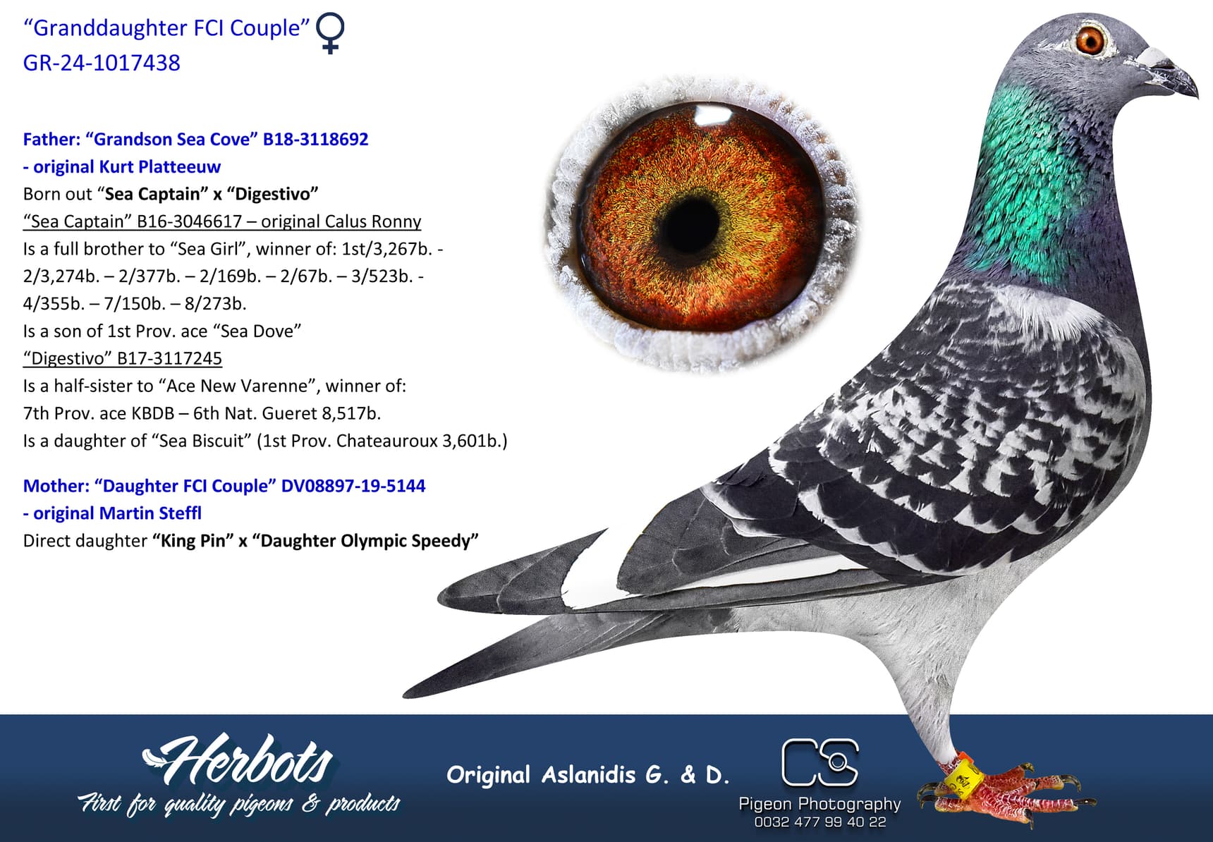 pigeon: “Granddaughter FCI Couple”