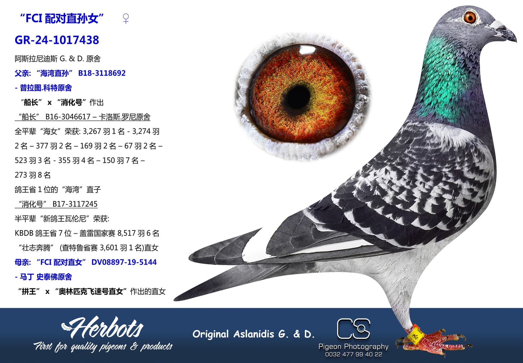 pigeon: “FCI配对直孙女”