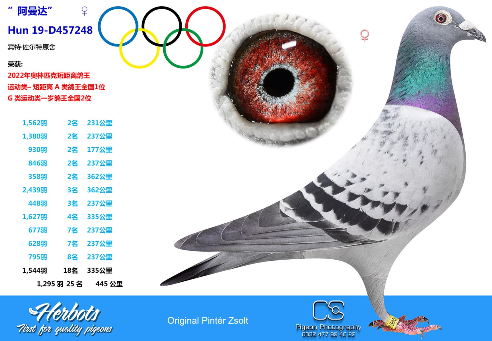 pigeon: ”阿曼达”