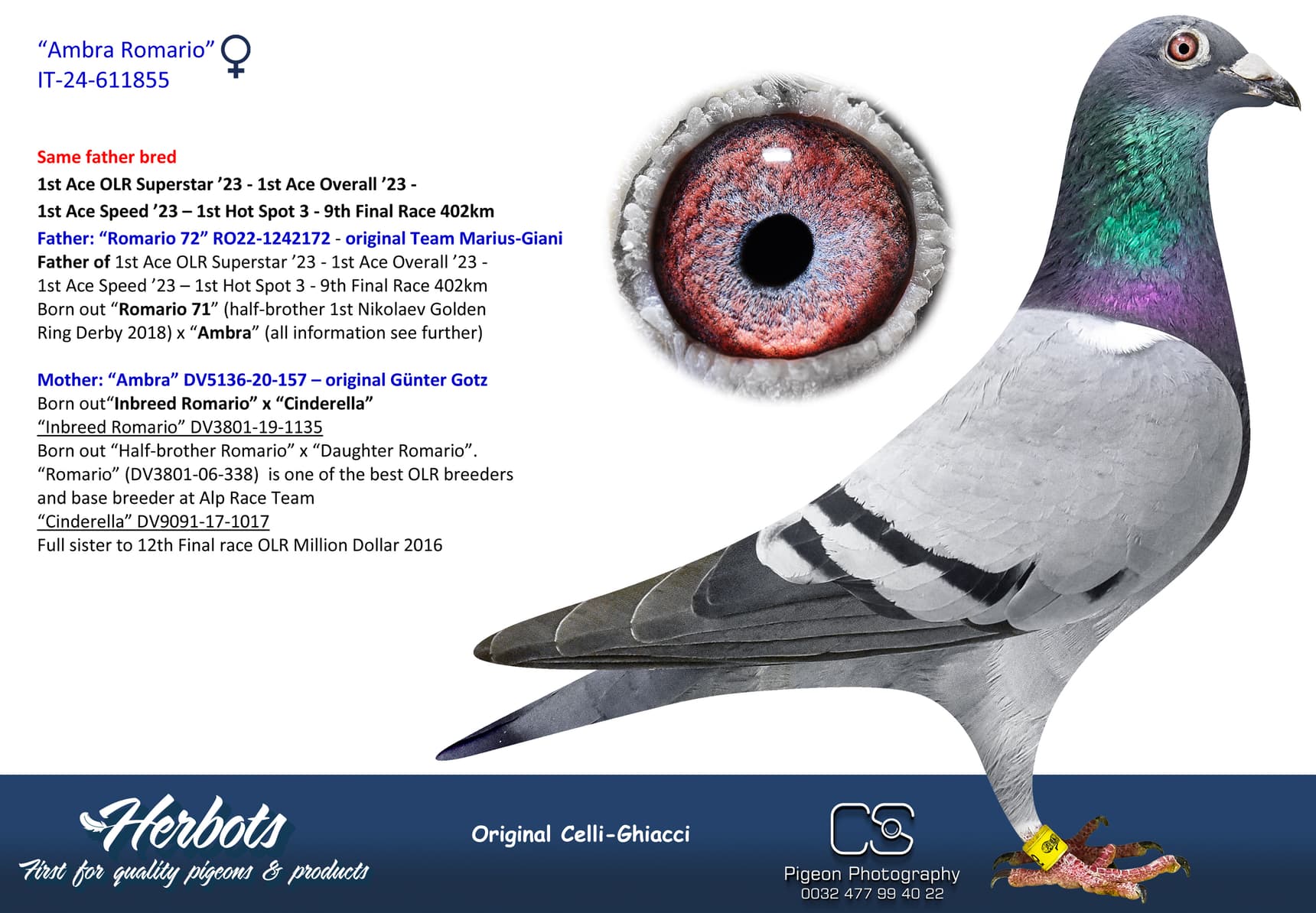 pigeon: “Ambra Romario”