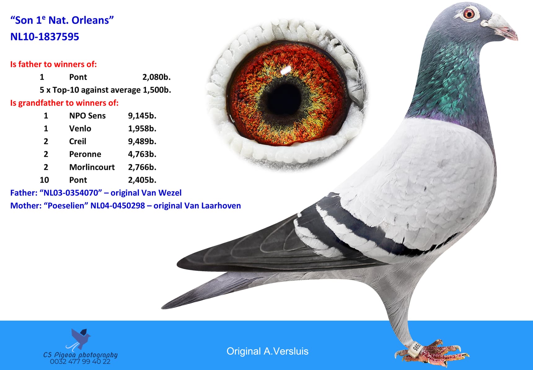 pigeon: undefined