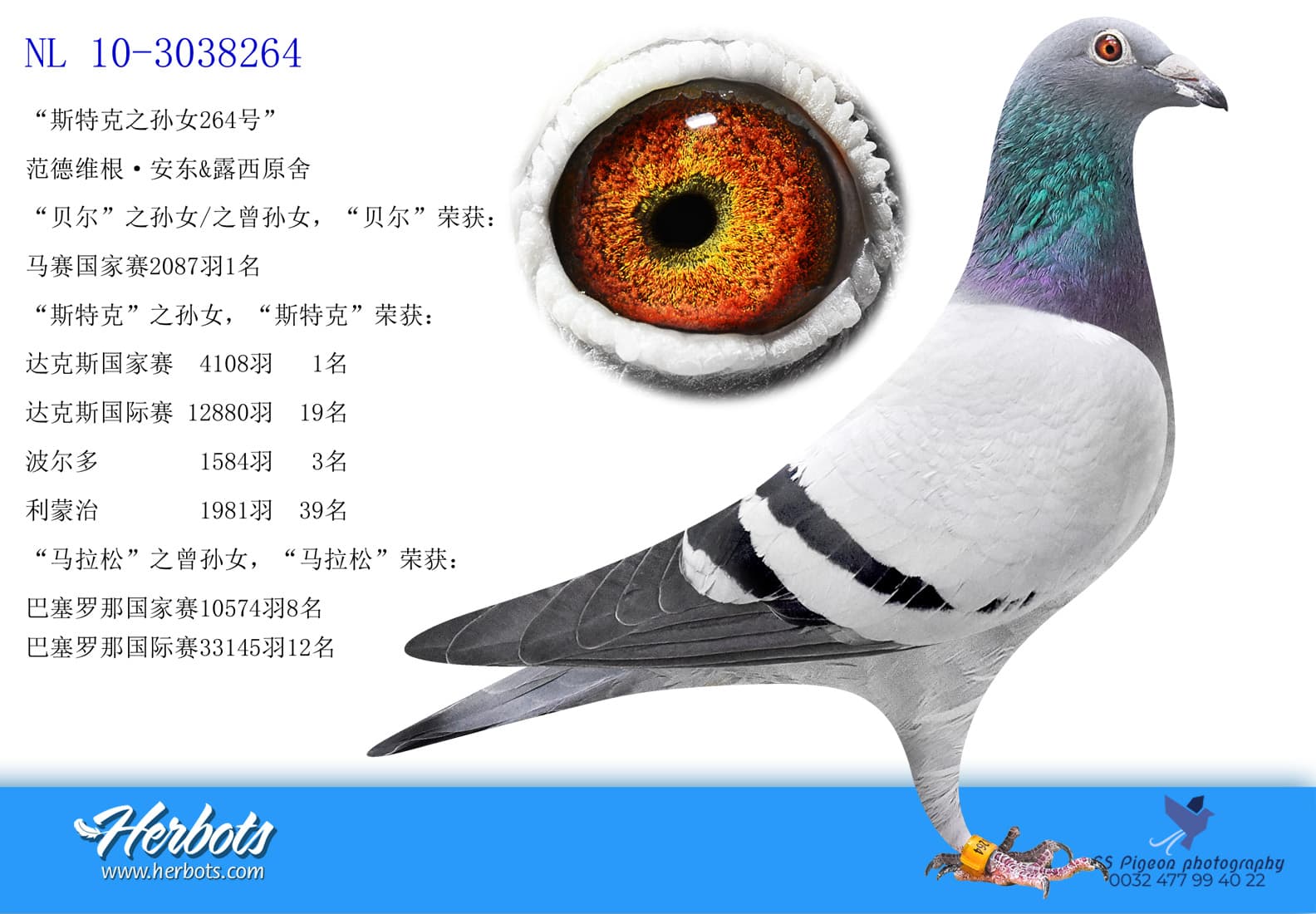 pigeon: undefined