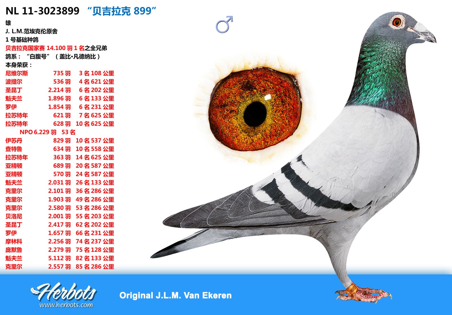 pigeon: undefined