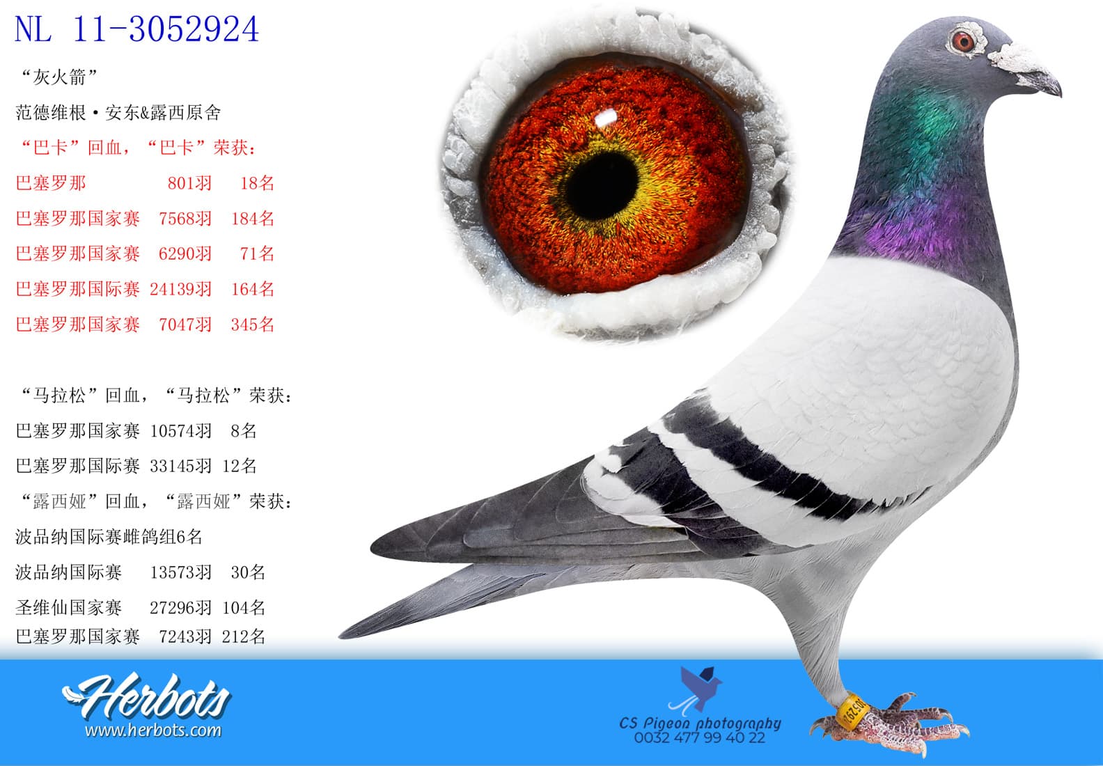pigeon: undefined