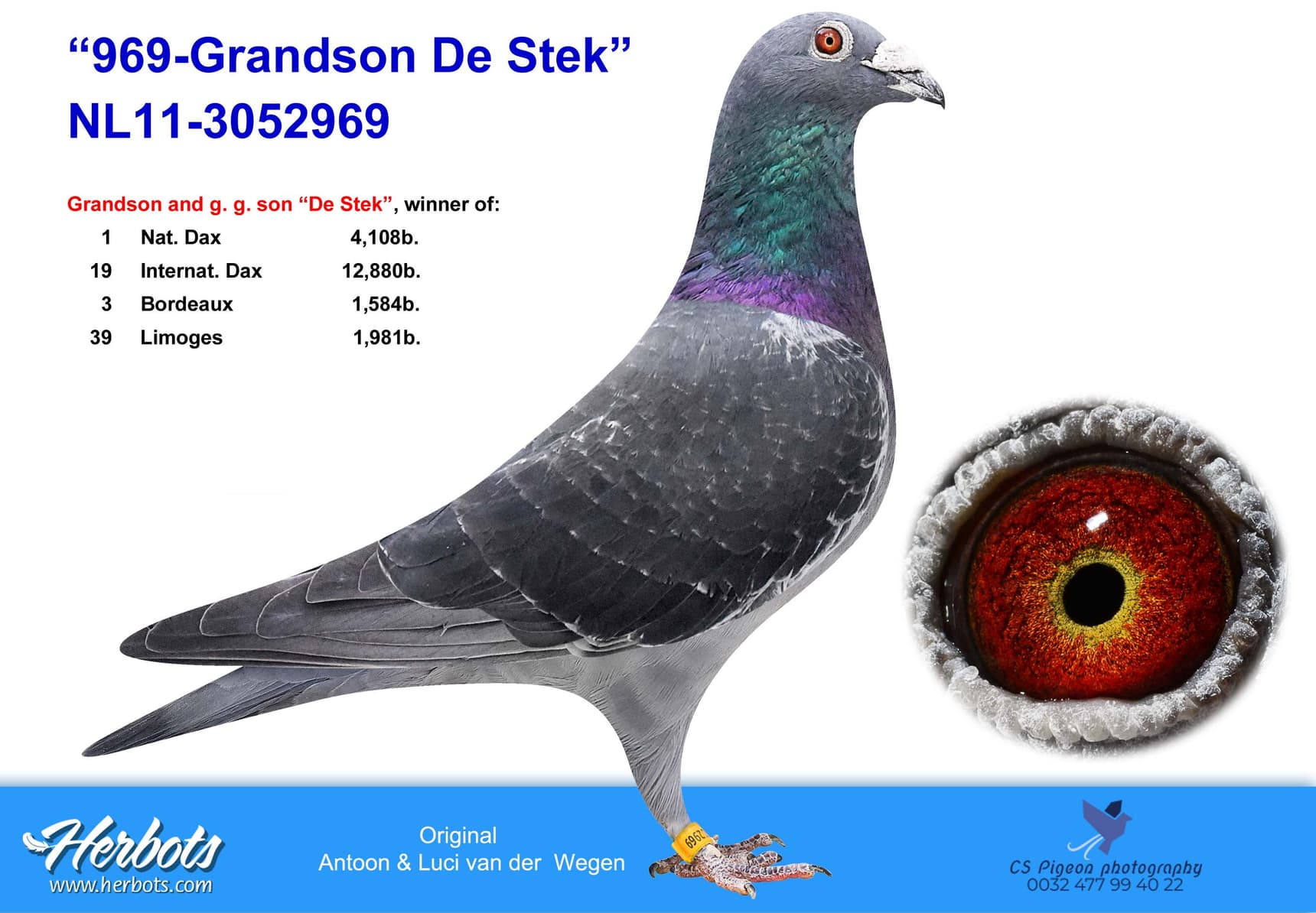 pigeon: undefined