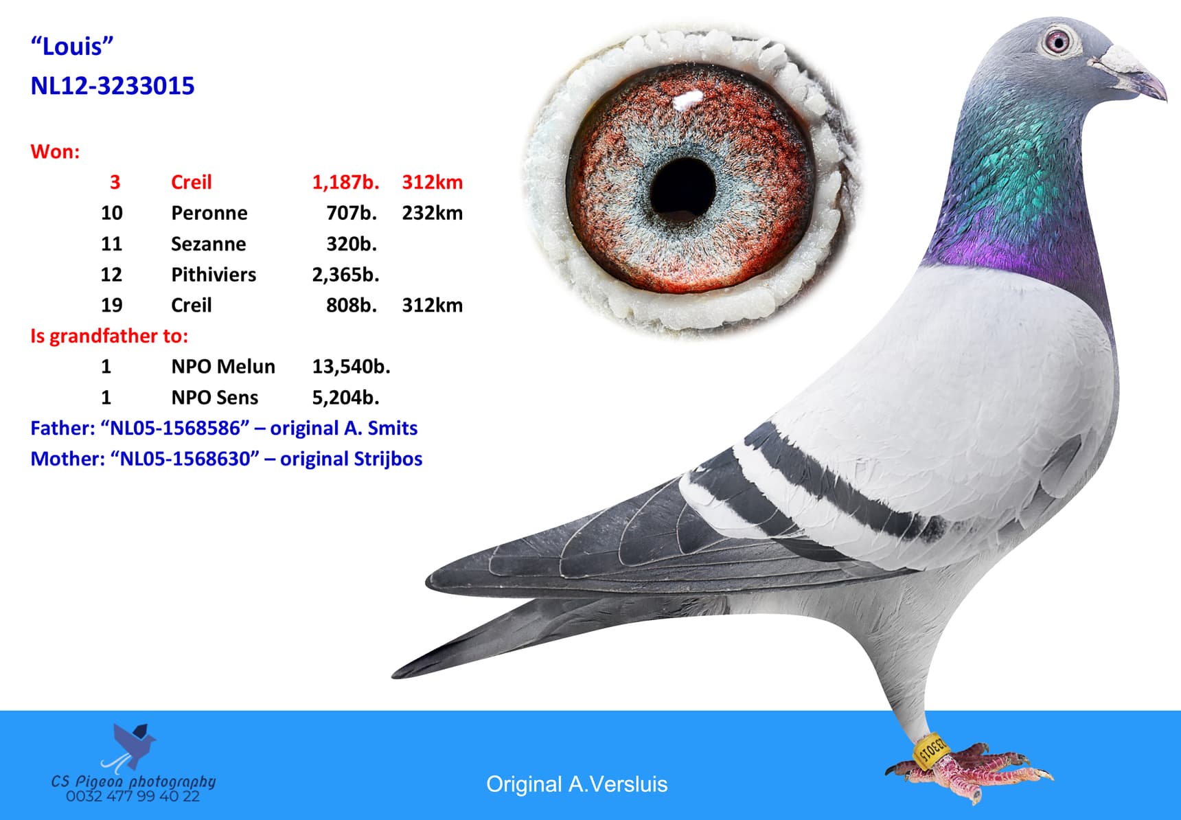 pigeon: undefined