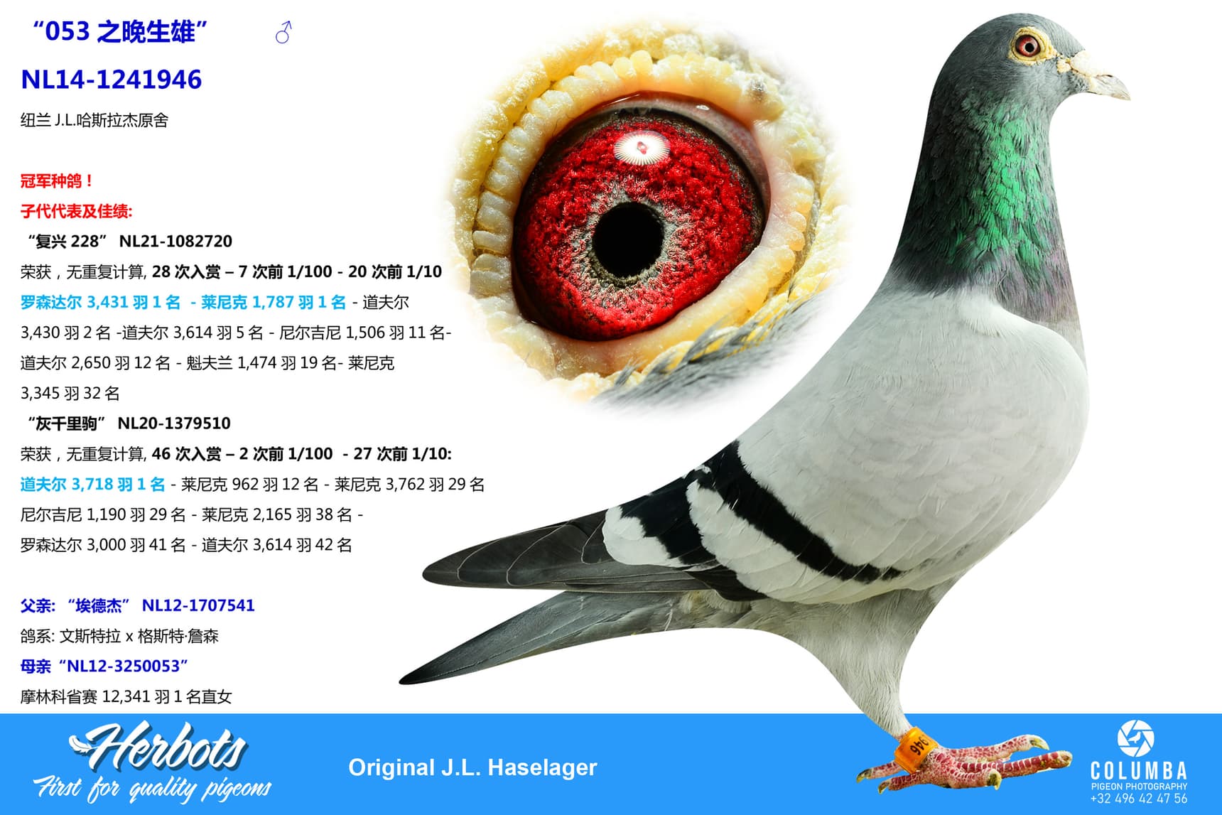pigeon: undefined