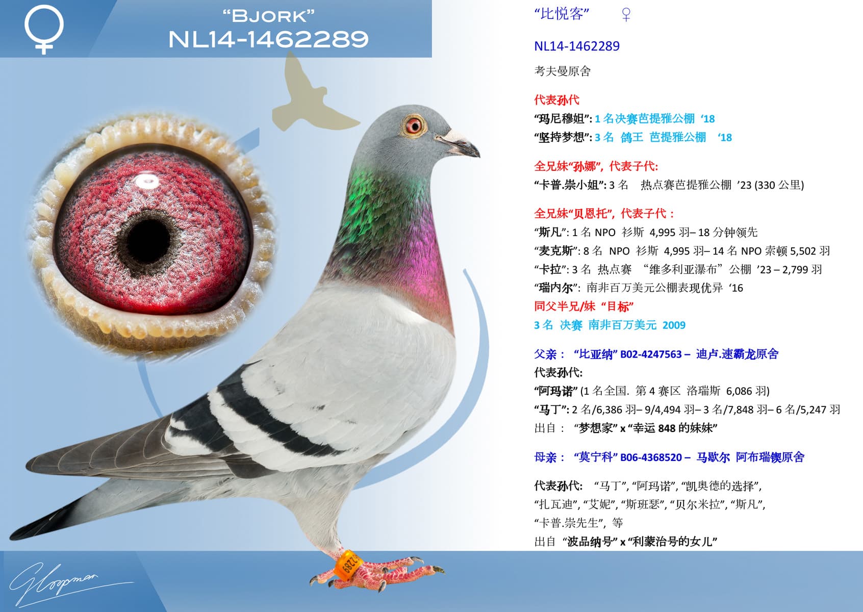 pigeon: undefined
