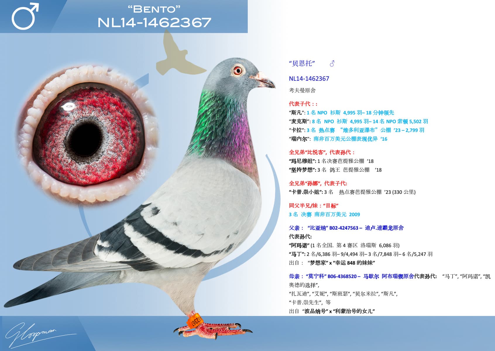 pigeon: undefined