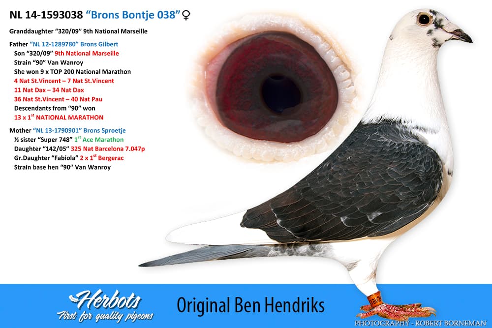 pigeon: “Brons Bontje 038”