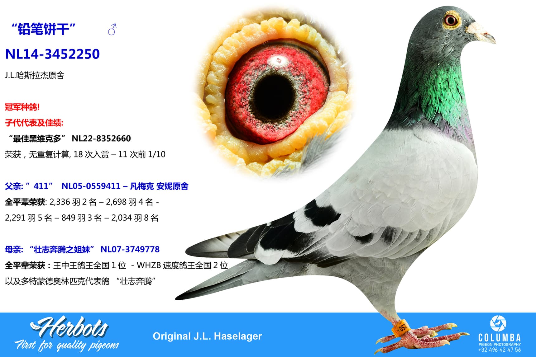 pigeon: undefined