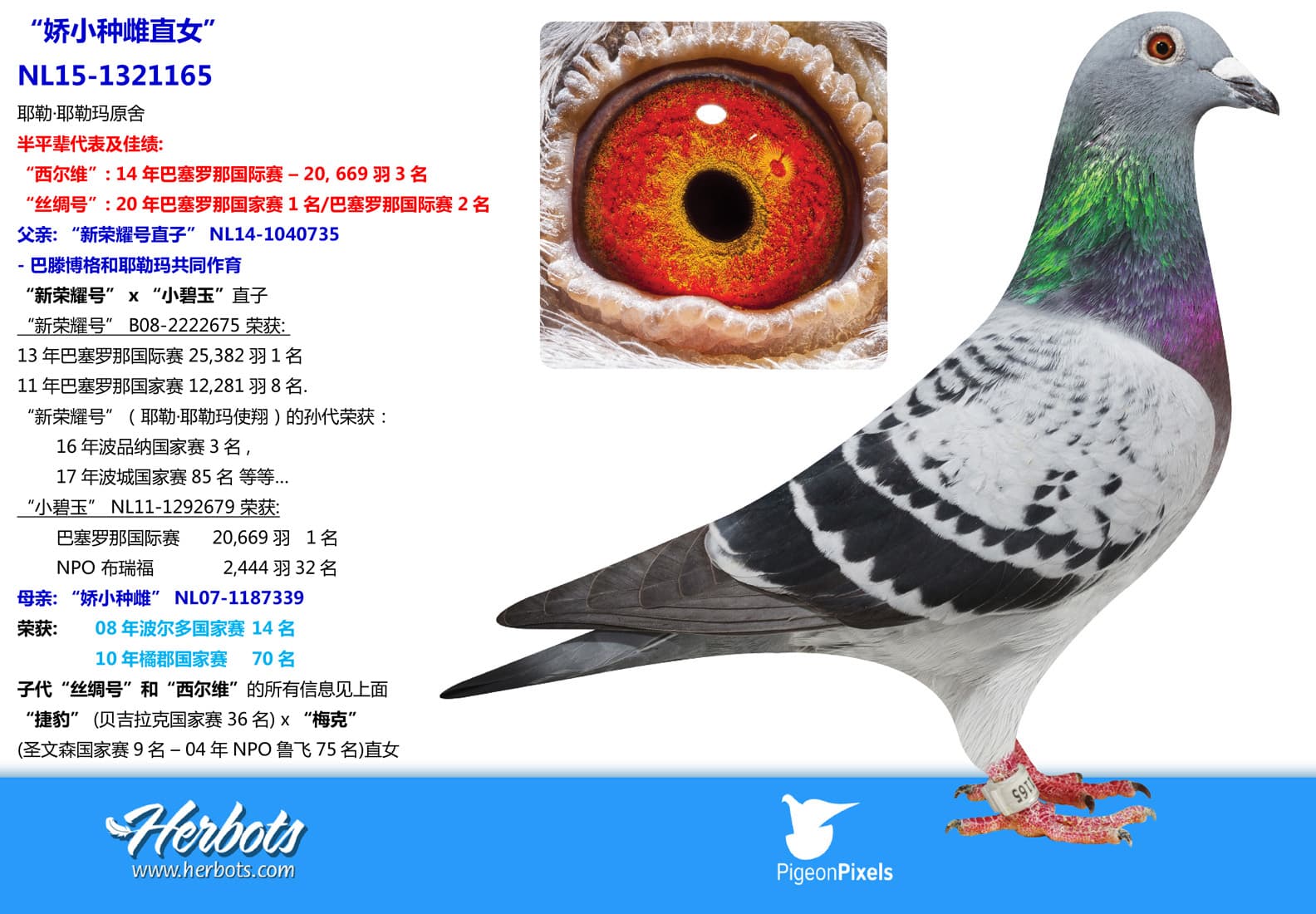 pigeon: undefined