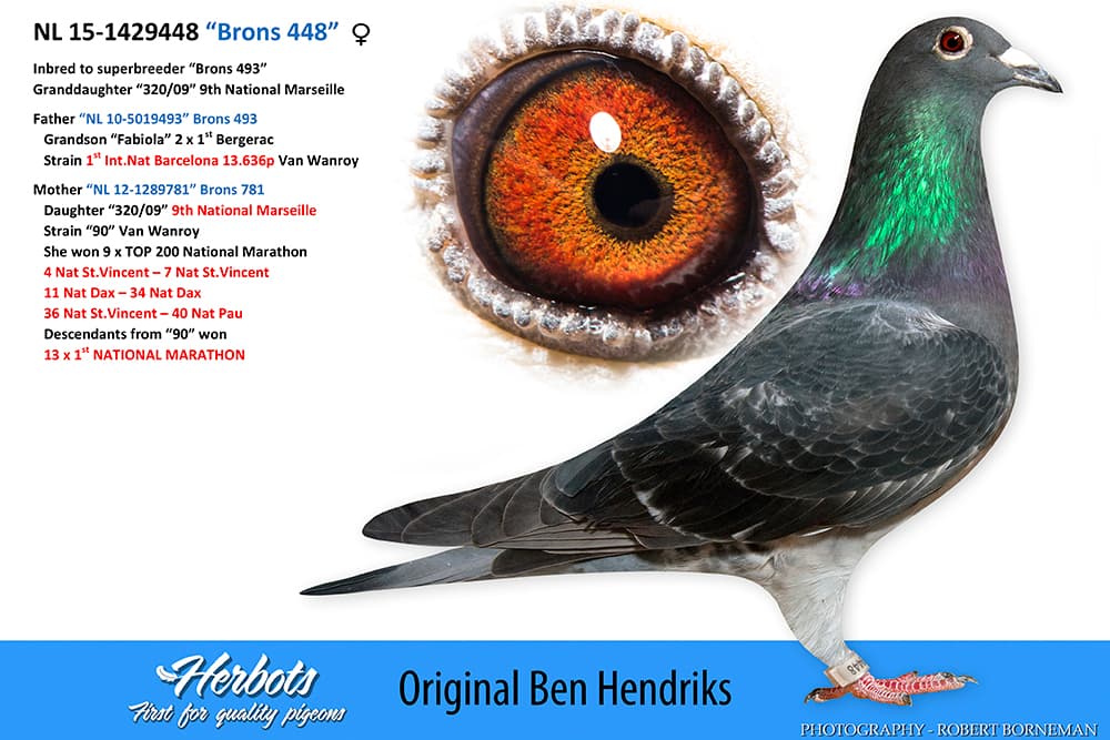 pigeon: “Brons 448”