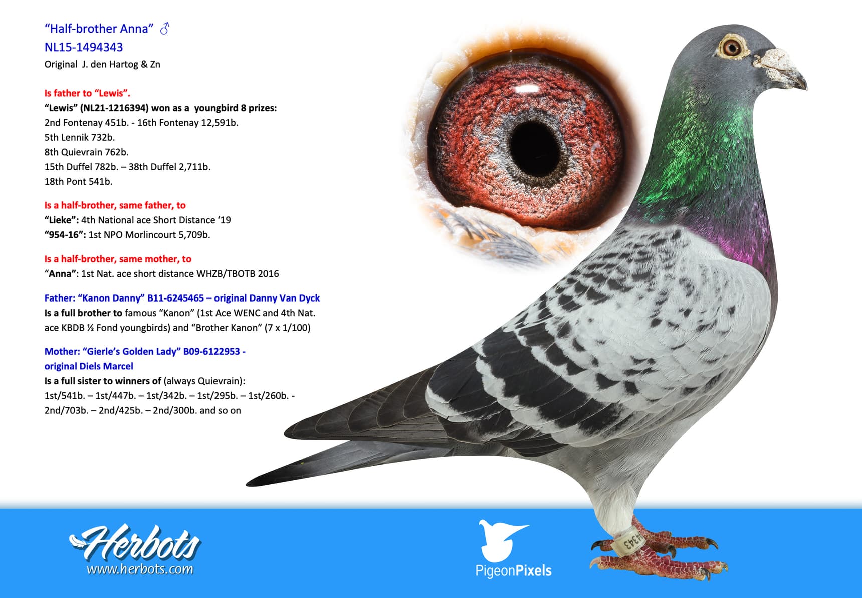 pigeon: “Half-brother Anna”