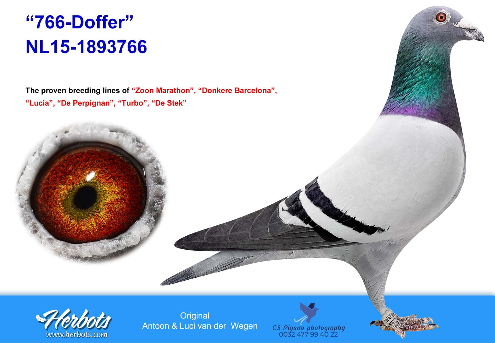 pigeon: “766-Doffer”