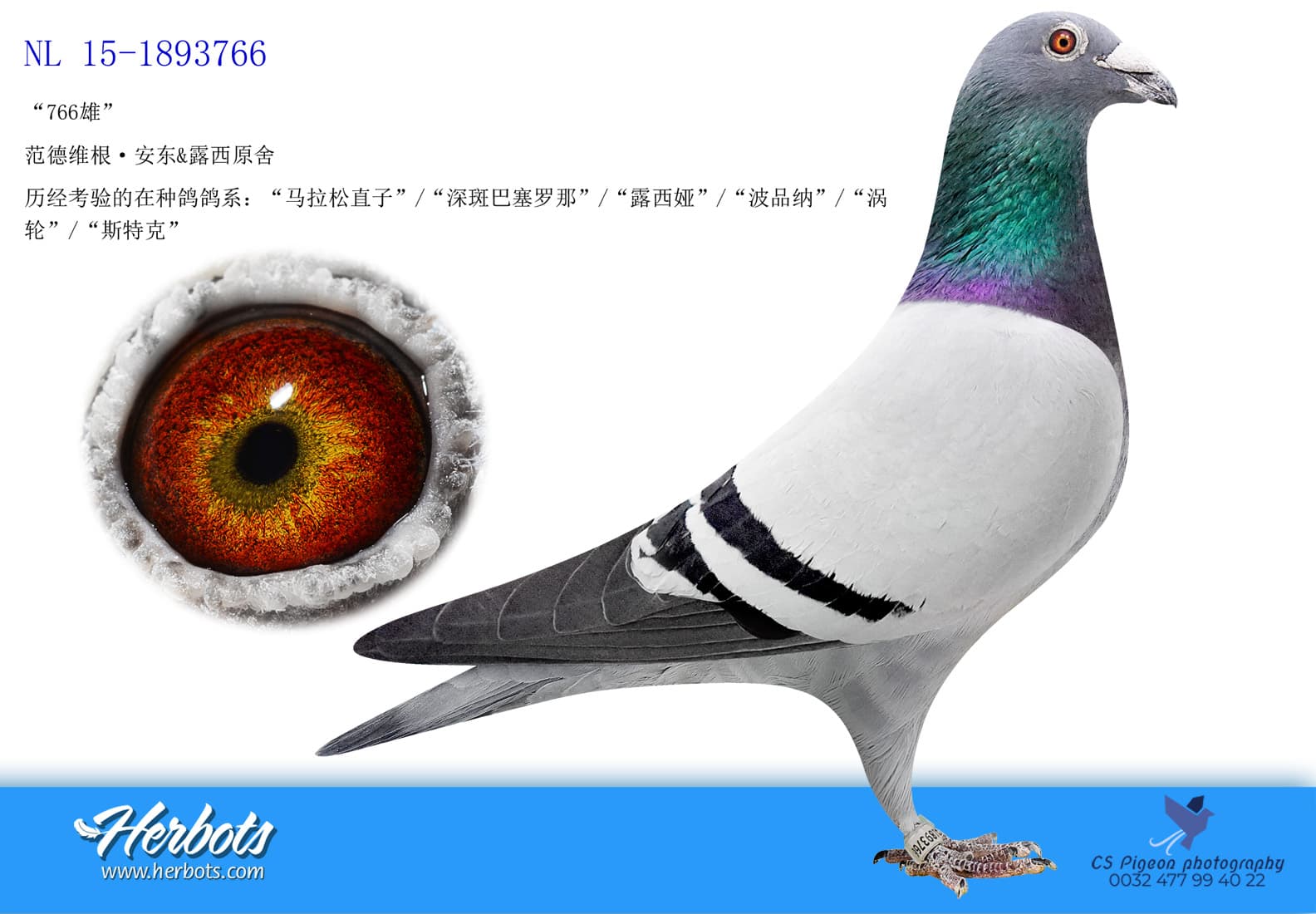 pigeon: undefined