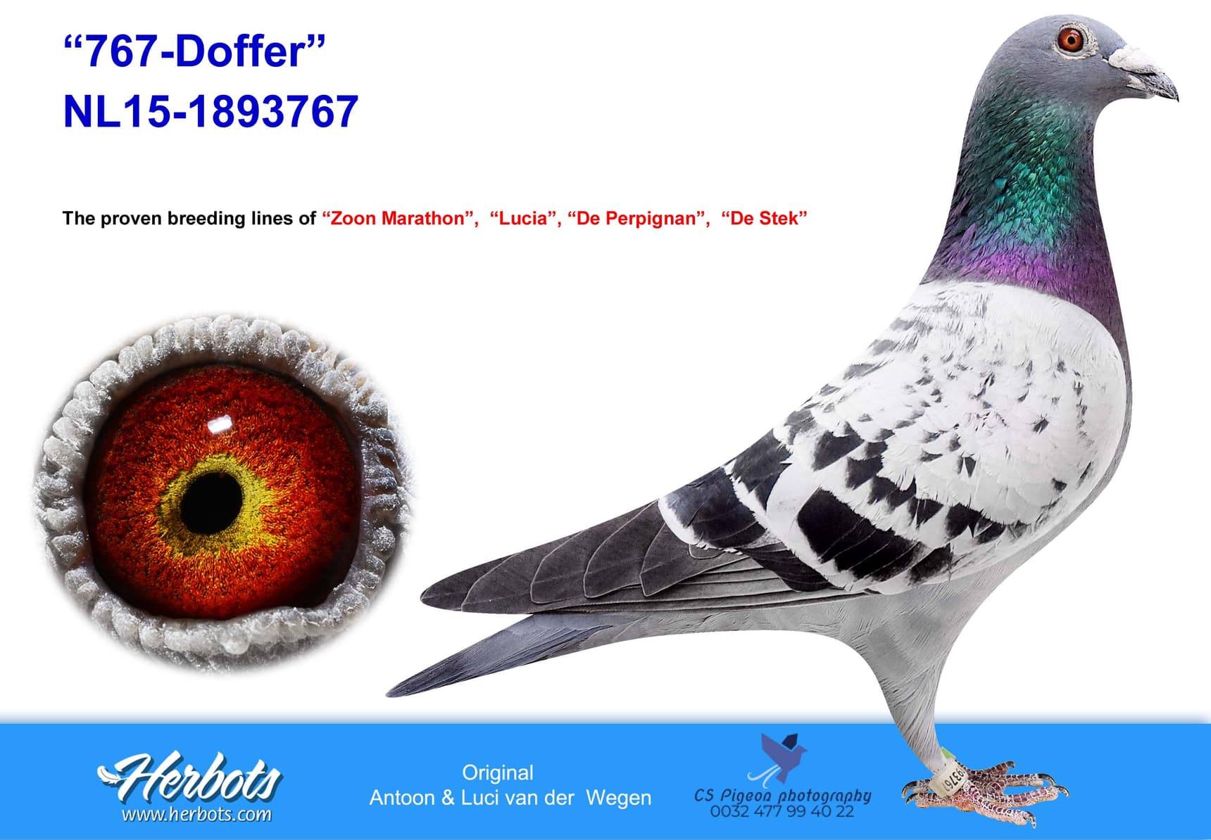 pigeon: “767-Doffer”