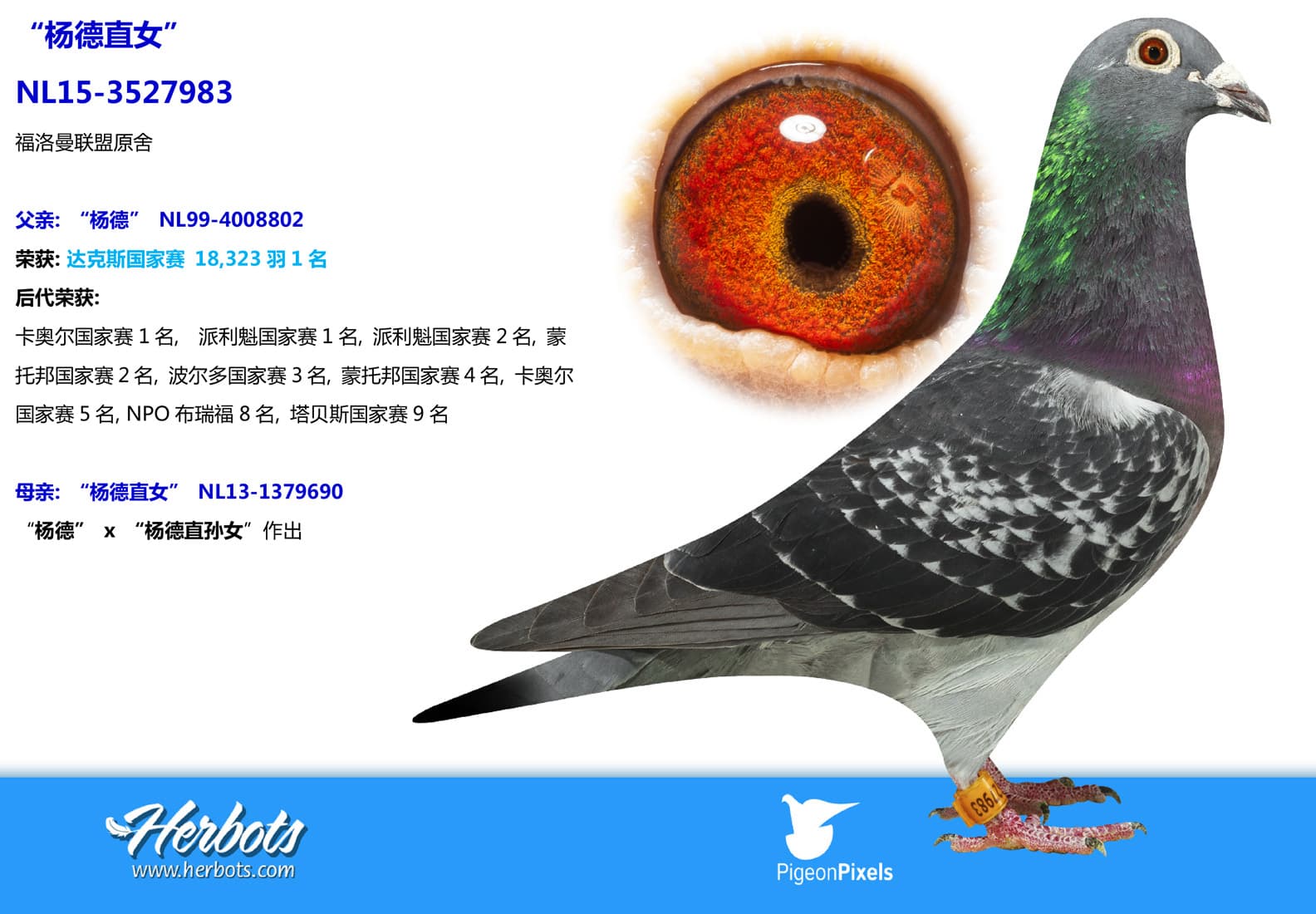 pigeon: undefined
