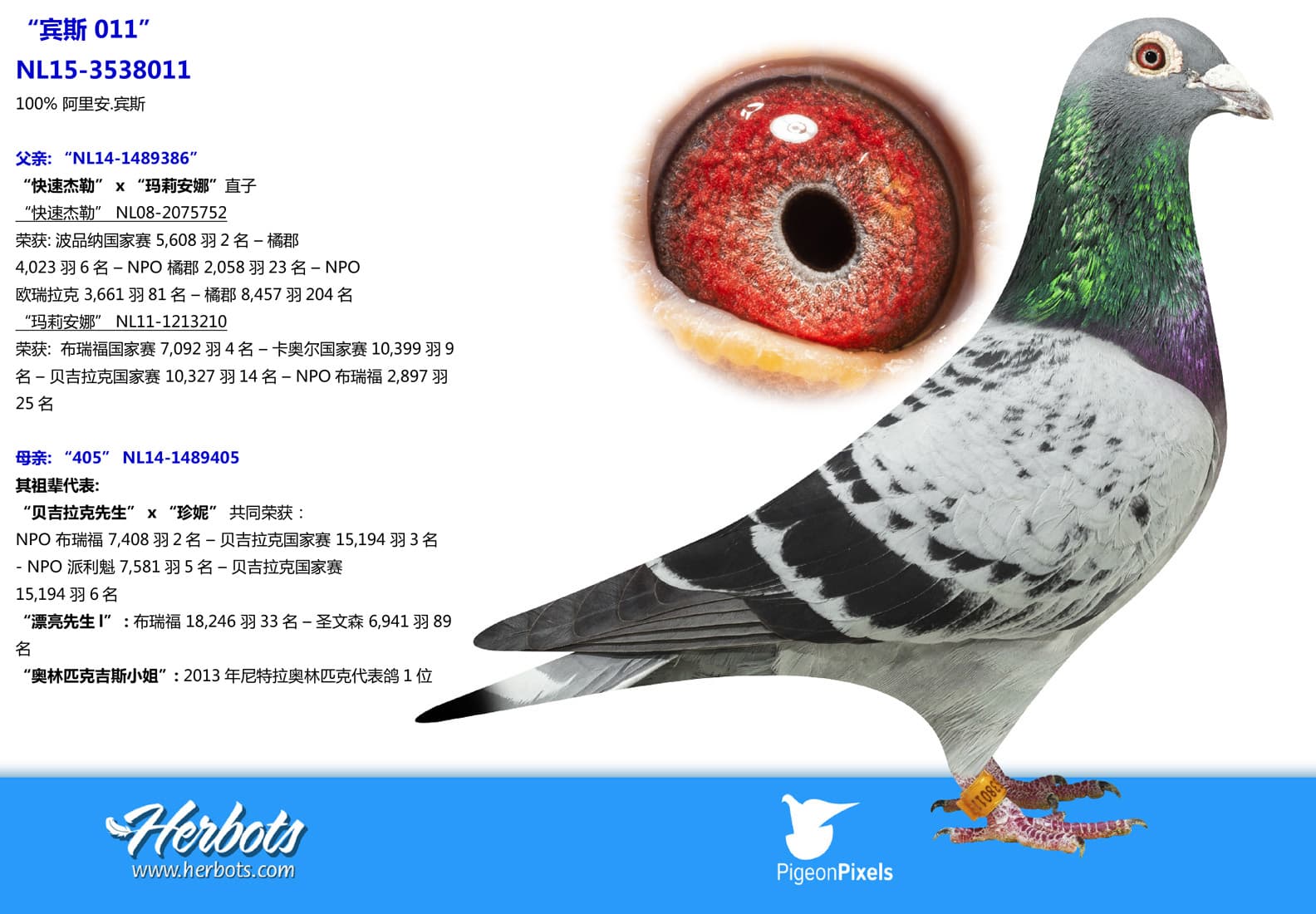 pigeon: undefined
