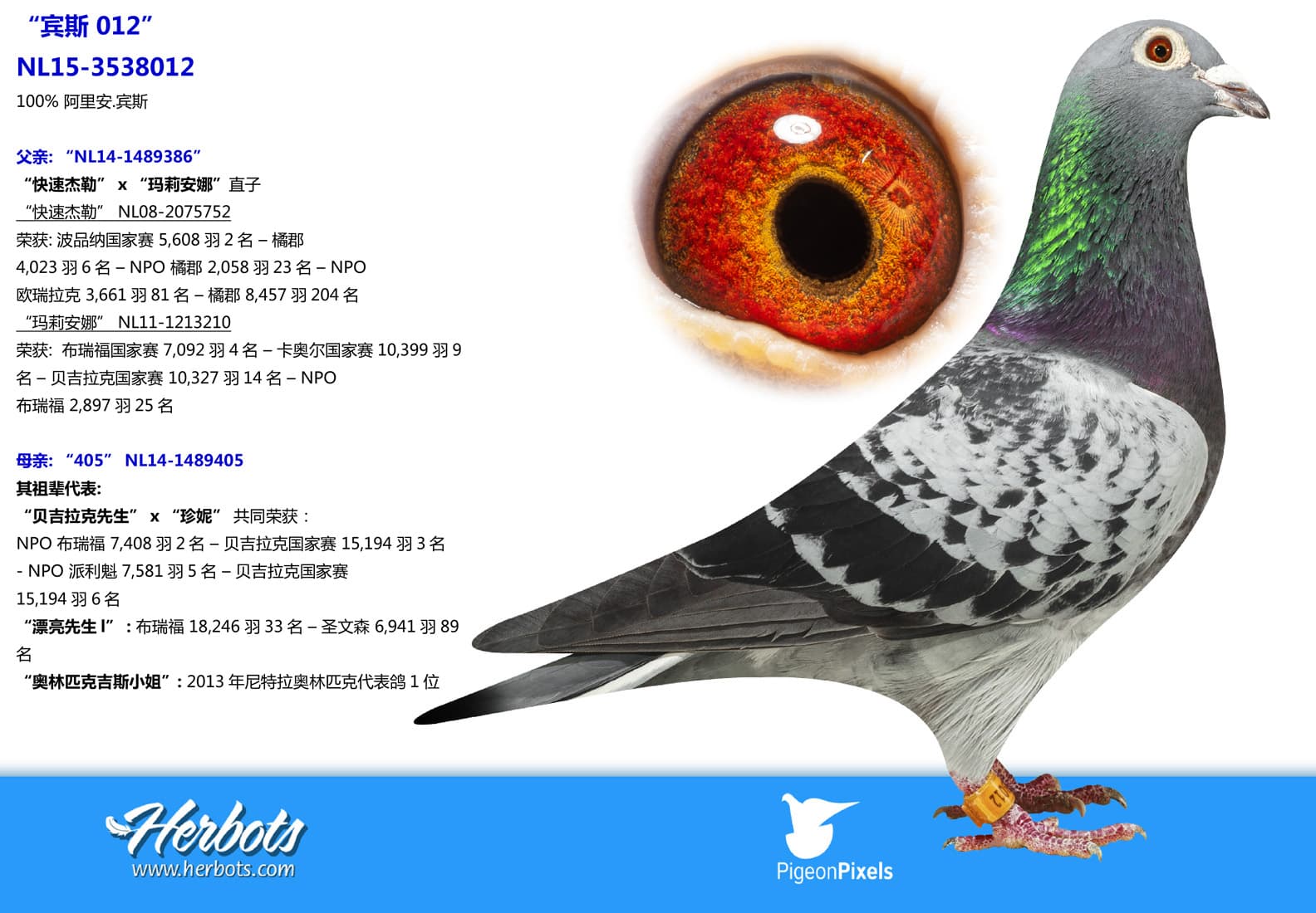 pigeon: undefined