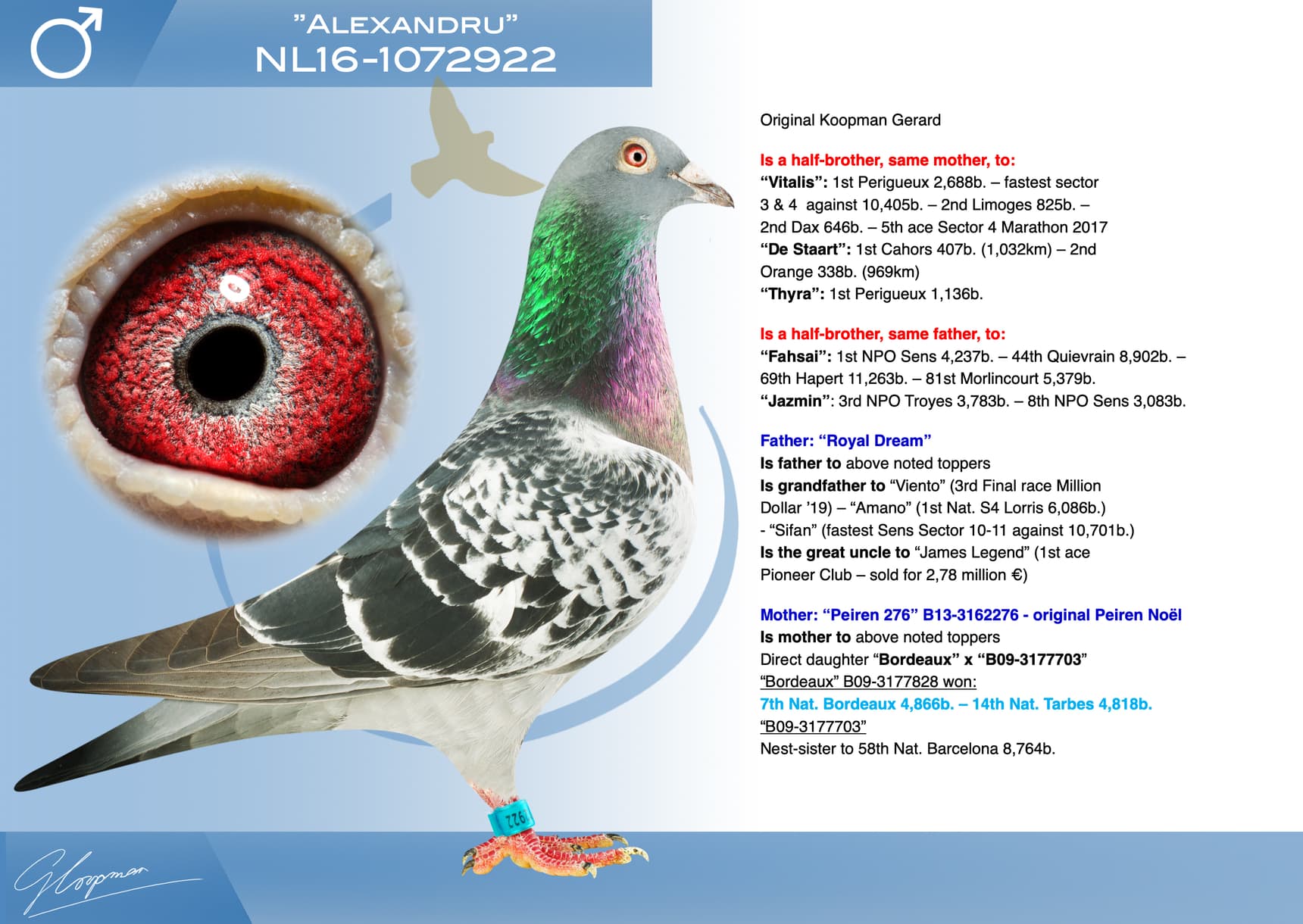 pigeon: undefined