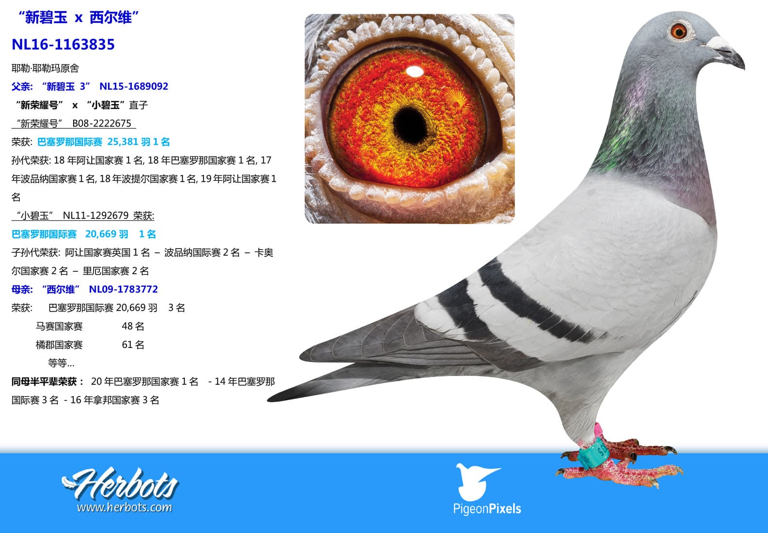 pigeon: undefined
