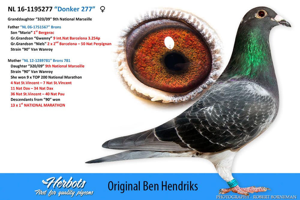 pigeon: “Donker 277”