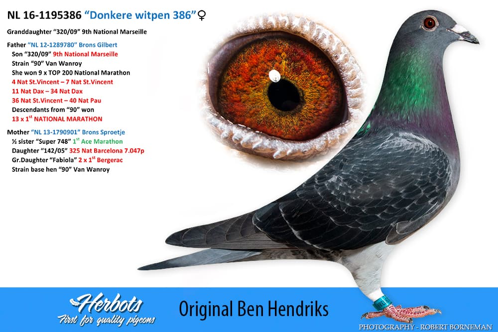 pigeon: “Donkere witpen 386”