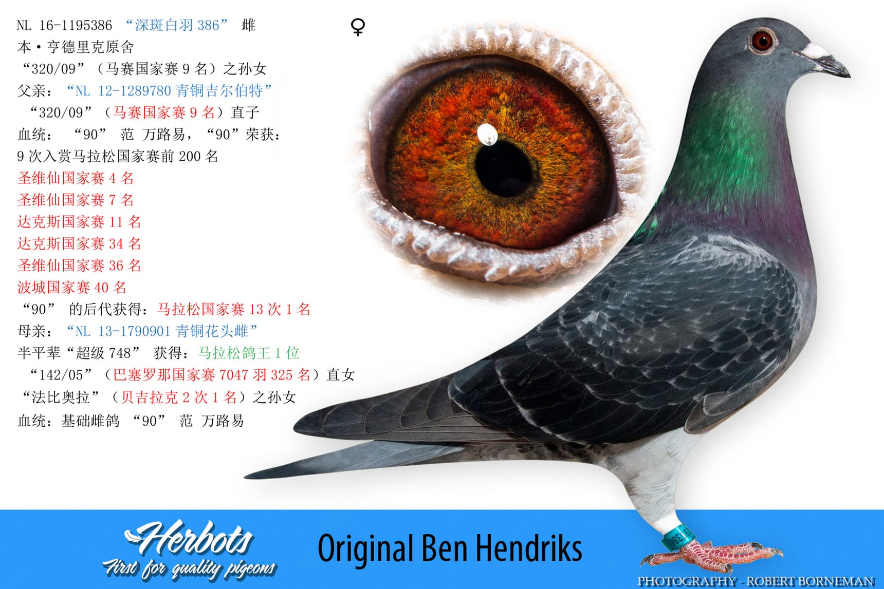 pigeon: undefined