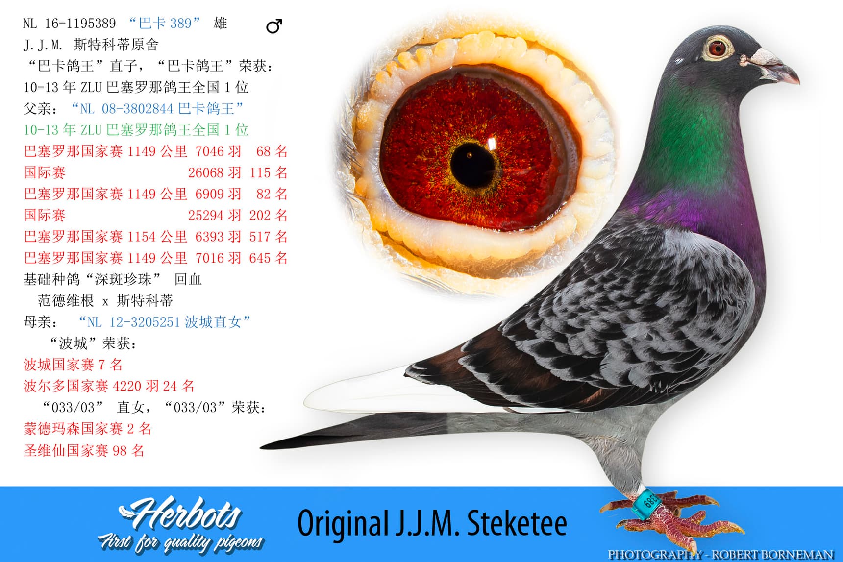 pigeon: undefined