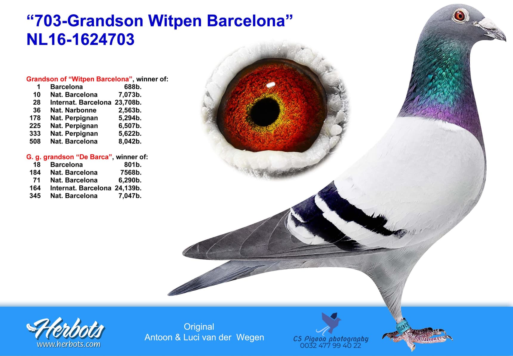pigeon: “703-Grandson Witpen Barcelona”
