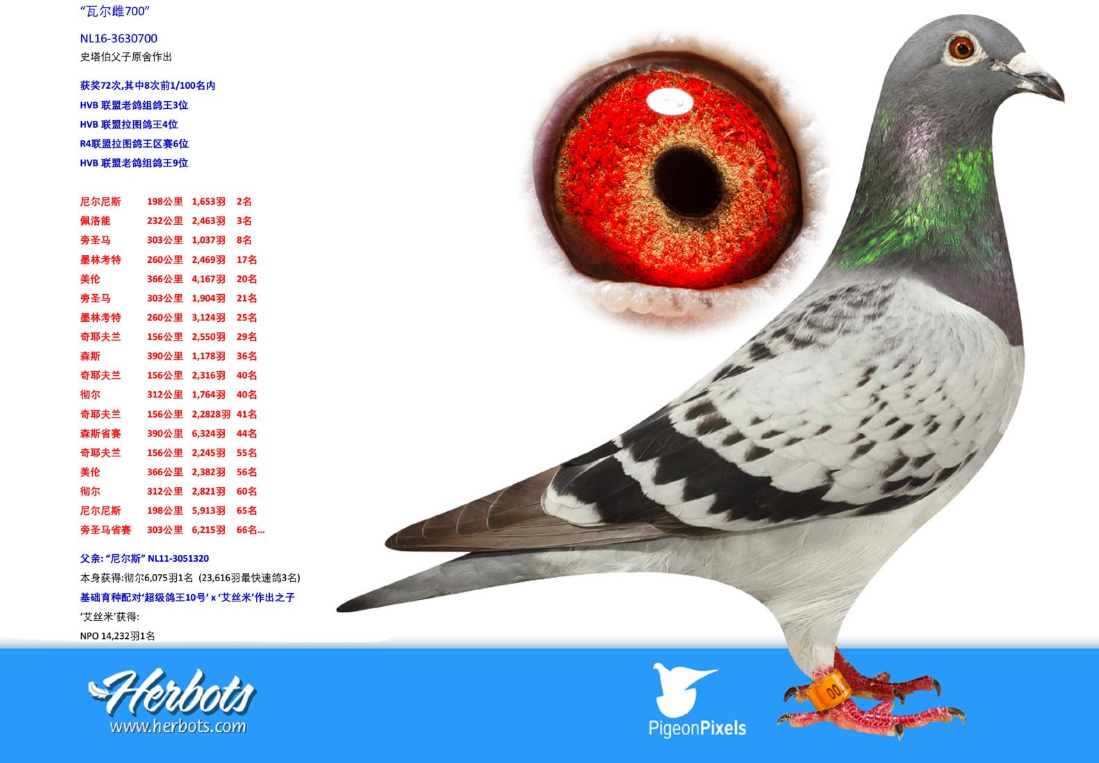 pigeon: undefined