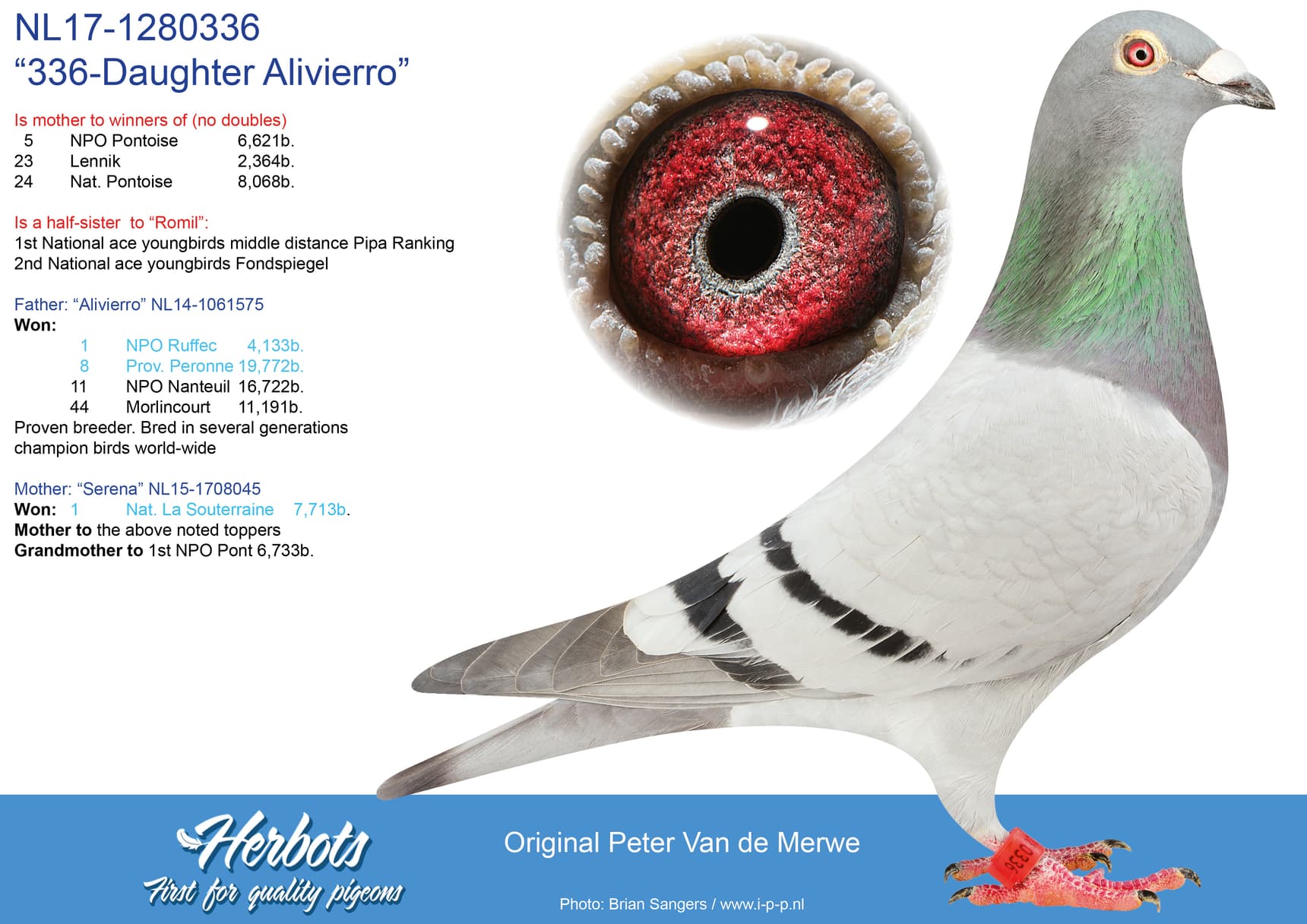 pigeon: “336-Daughter Alivierro”