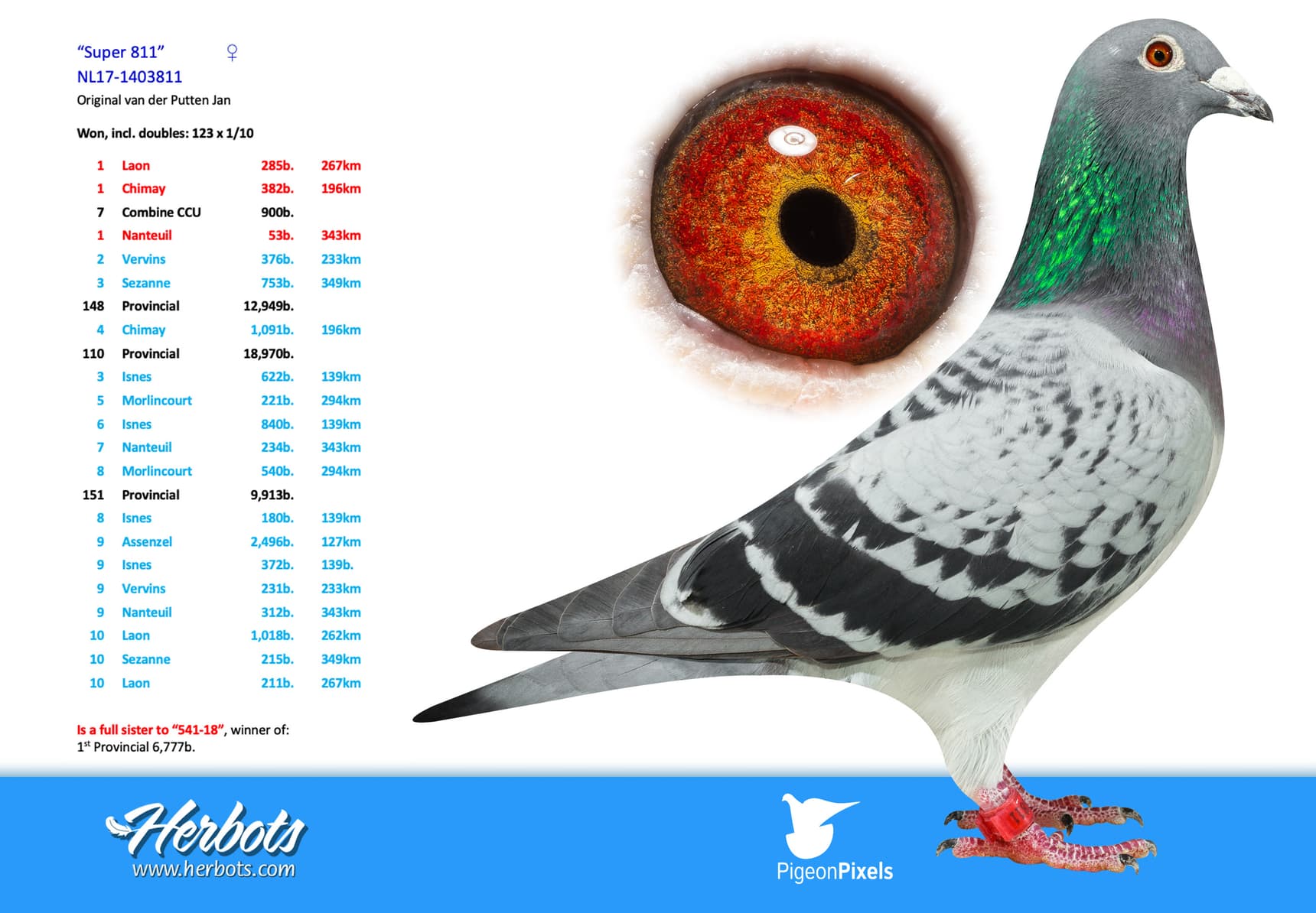 pigeon: undefined