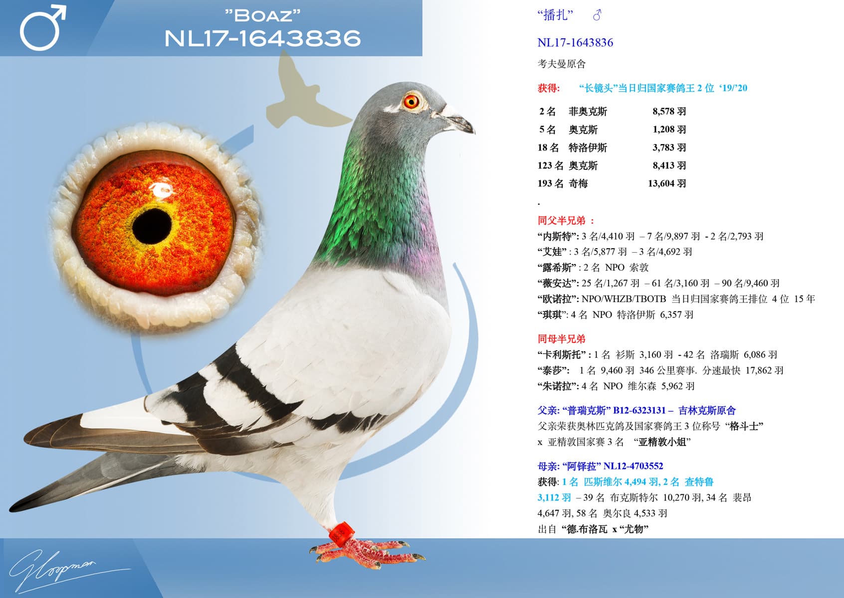 pigeon: undefined