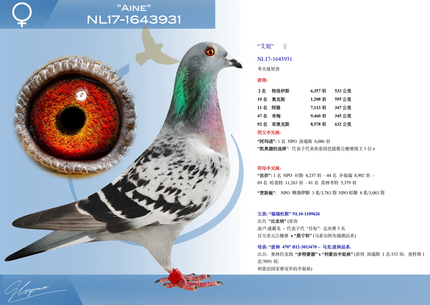 pigeon: “艾妮”