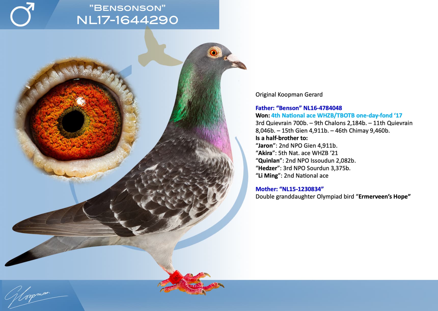 pigeon: undefined
