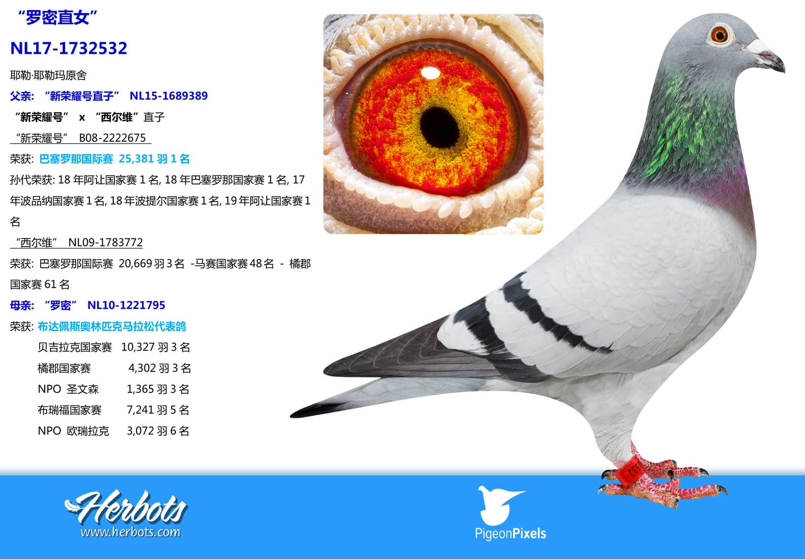pigeon: undefined