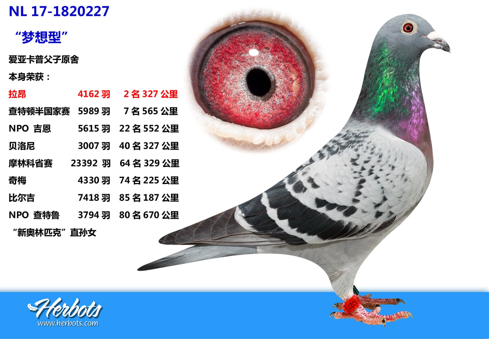 pigeon: undefined