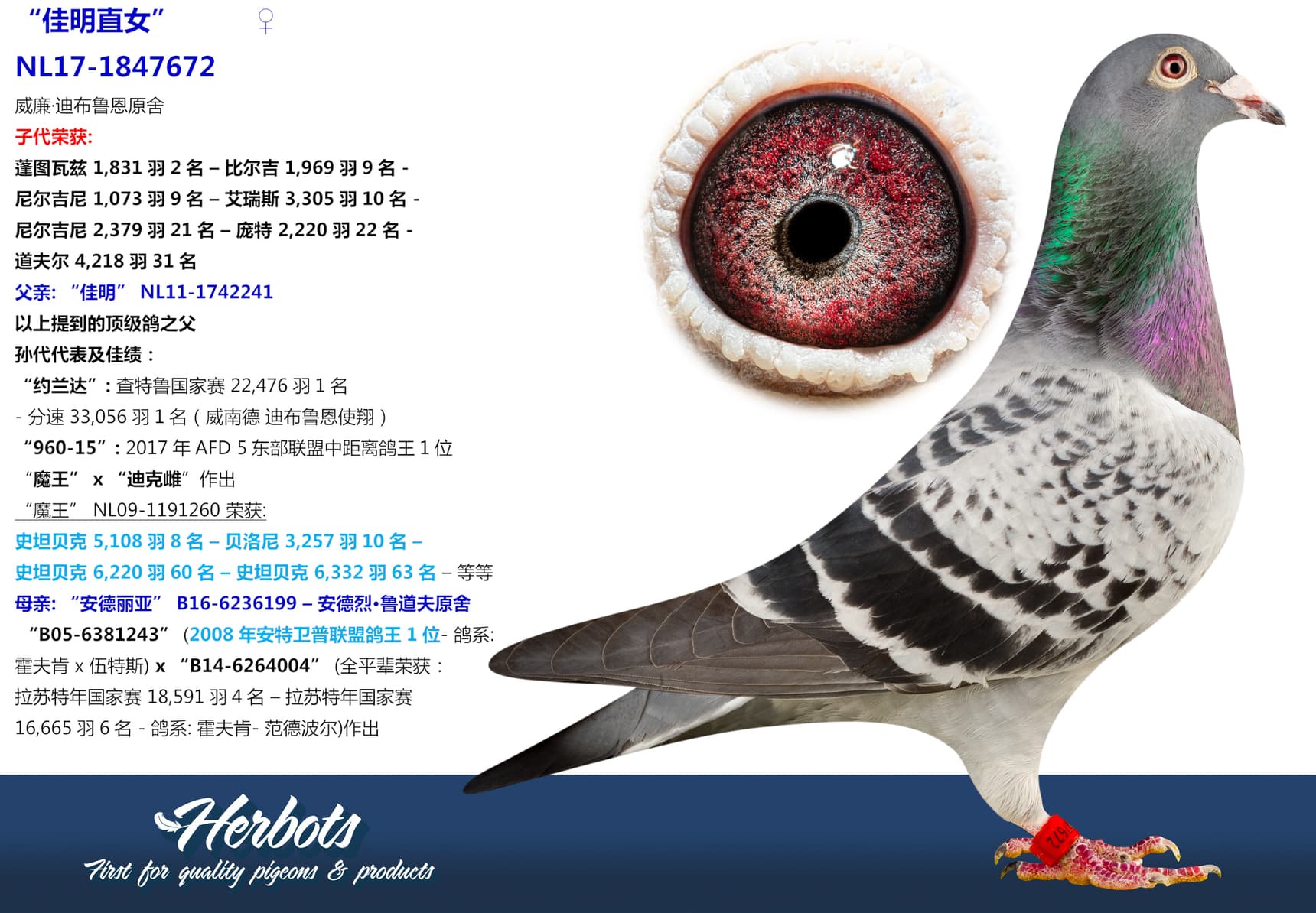 pigeon: undefined