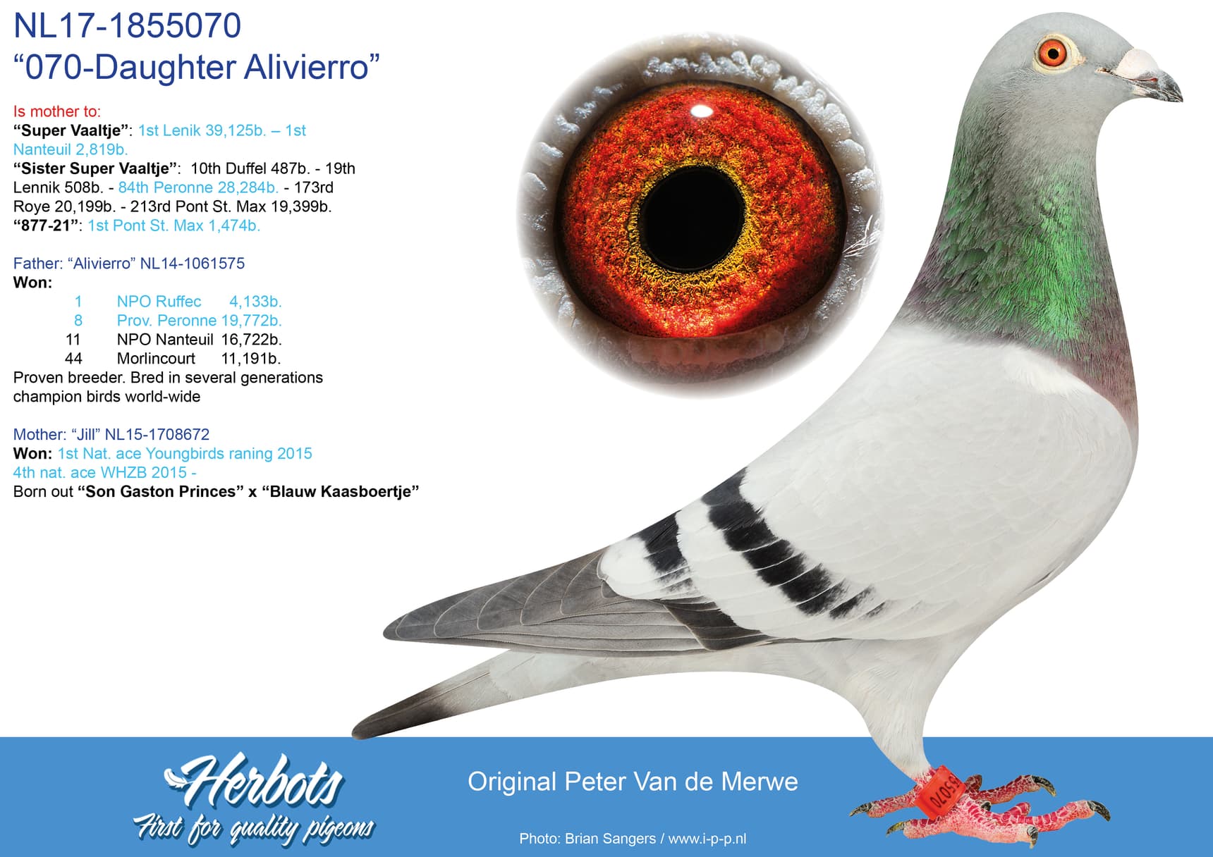 pigeon: “070-Daughter Alivierro”