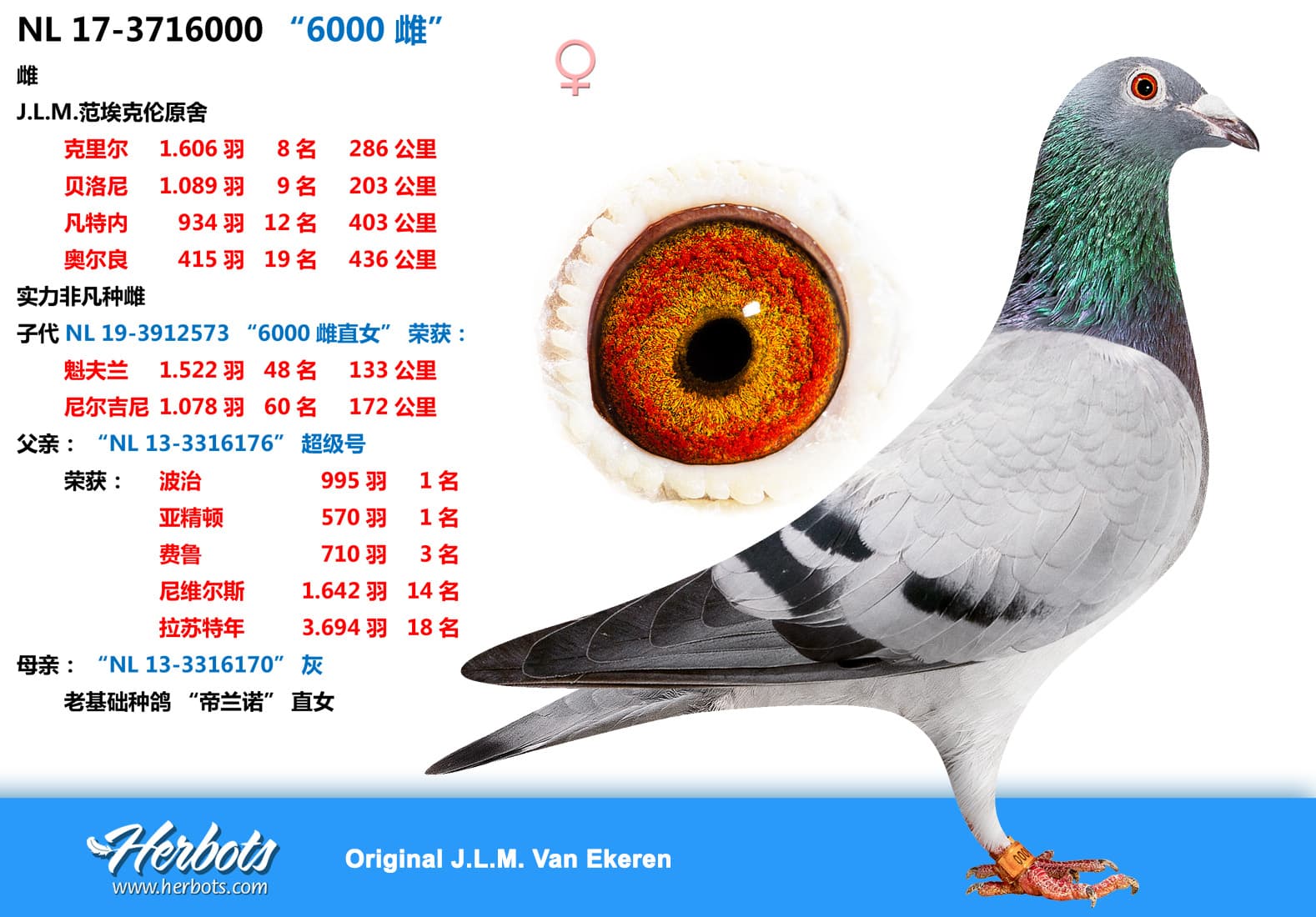 pigeon: undefined